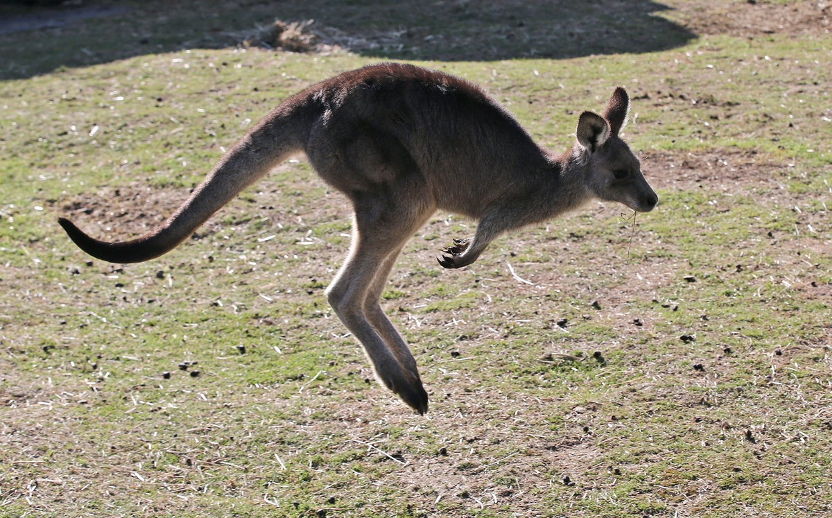 77 yaşındaki Avustralyalı adamın öldürülmesinden şüphelenilen vahşi kanguru evcil hayvan olarak tutuldu