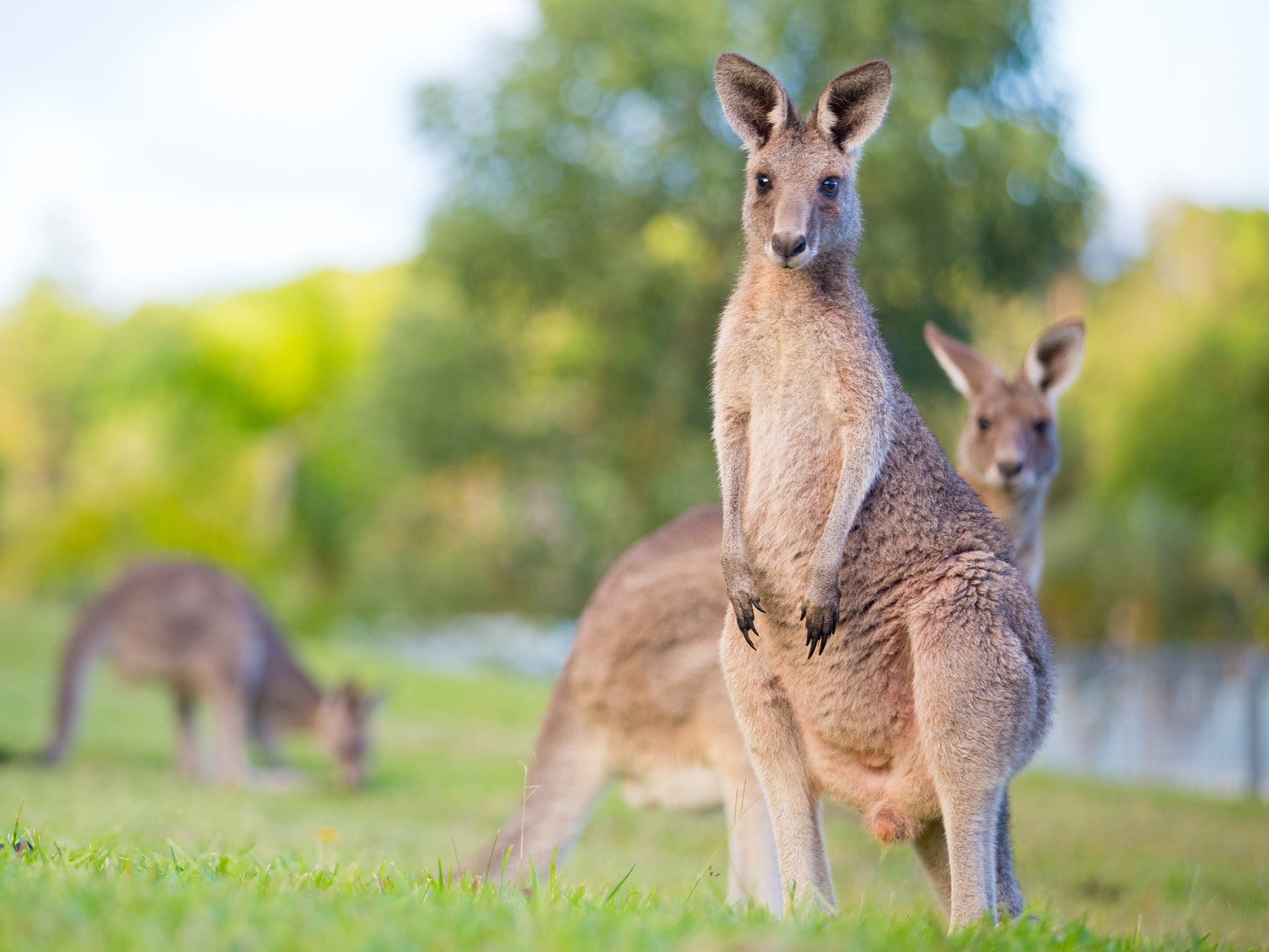 Varias fuentes no verificadas estiman que los canguros podrían alcanzar entre 60 y 65 km/h