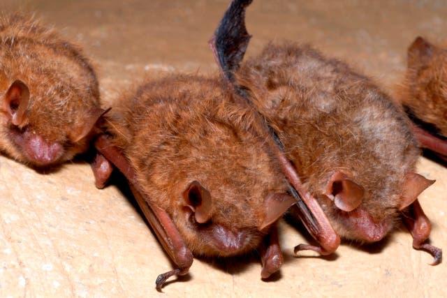 Tricolored Bat-Endangered