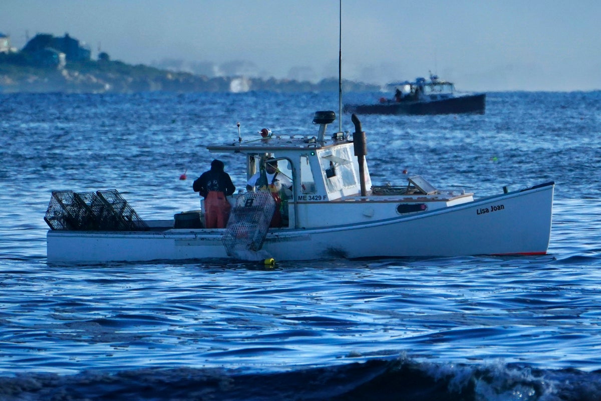 Maine gov, balıkçıların balina kuralları hakkında duyulması gerektiğini söylüyor