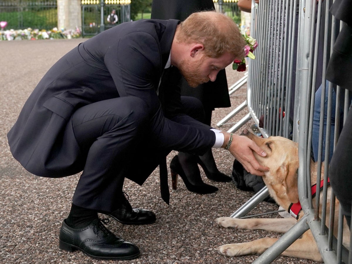 Touching moment grieving Prince Harry comforted by dog