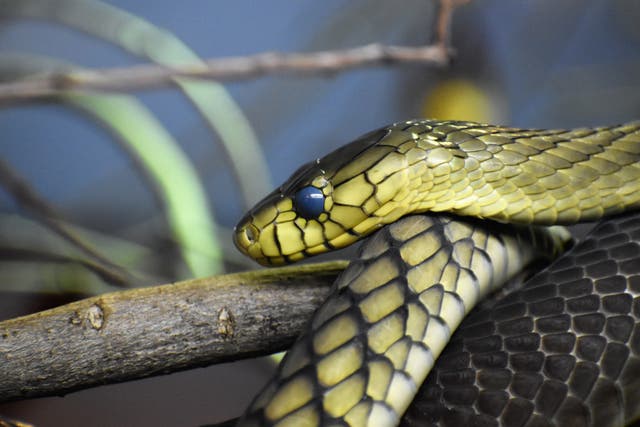 <p>Snake bite injuries are becoming more common in the UK due to a rise in people keeping the reptiles as pets </p>