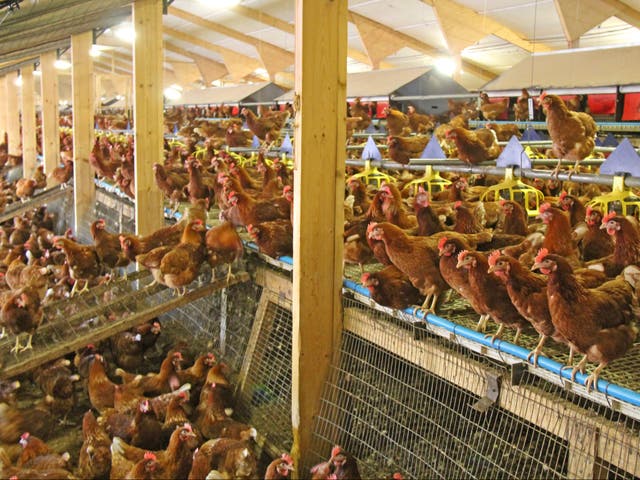 <p>A chicken farm in the UK. 2.8 million birds have been culled because of bird flu infection so far this year</p>