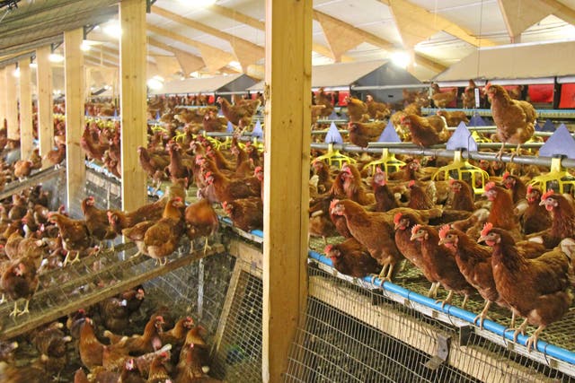 <p>A chicken farm in the UK. 2.8 million birds have been culled because of bird flu infection so far this year</p>