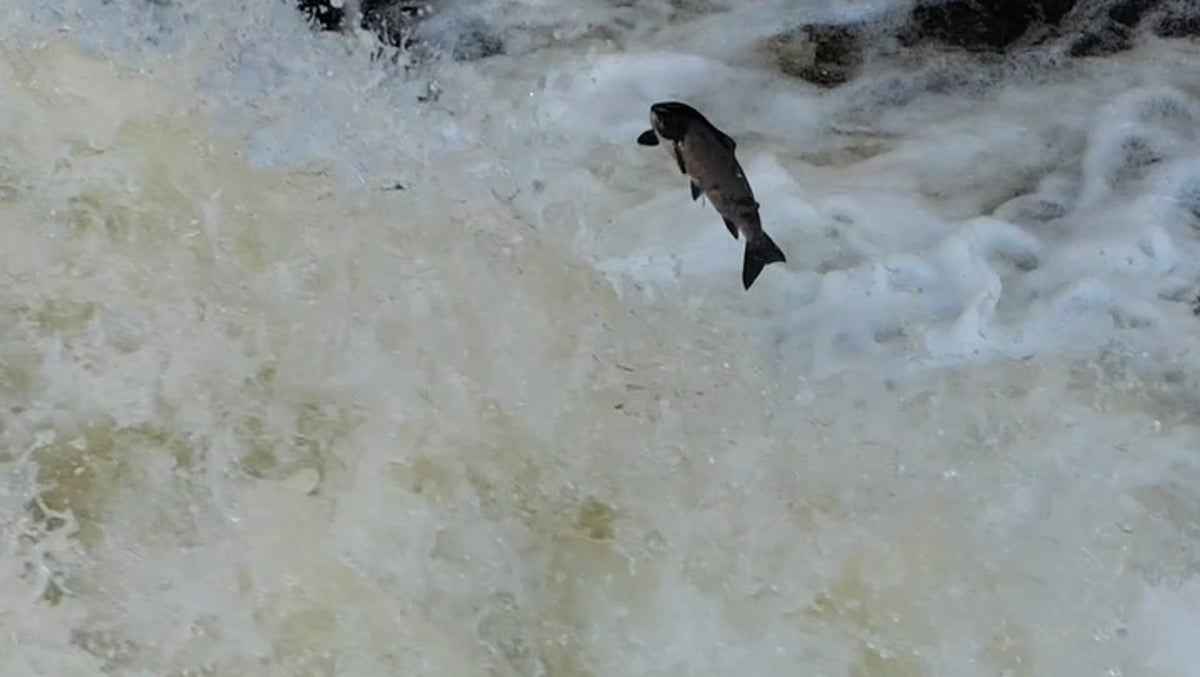 Mesmerising video shows salmon attempt to ‘jump’ upstream with autumn approaching