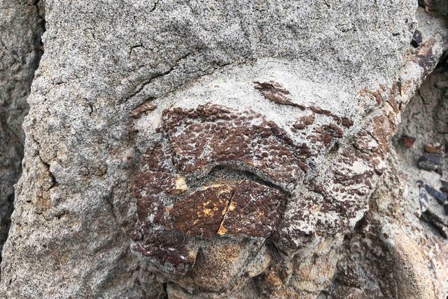 <p>Parts of the hadrosaur fossil found exposed on a hill in Dinosaur Provincial Park in Alberta </p>