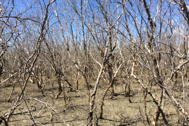 <p>Dieback of mangroves in the Kakadu region of Northern Australia</p>