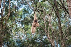 Two gibbons escape zoo enclosure as visitors evacuated during ‘amber alert’