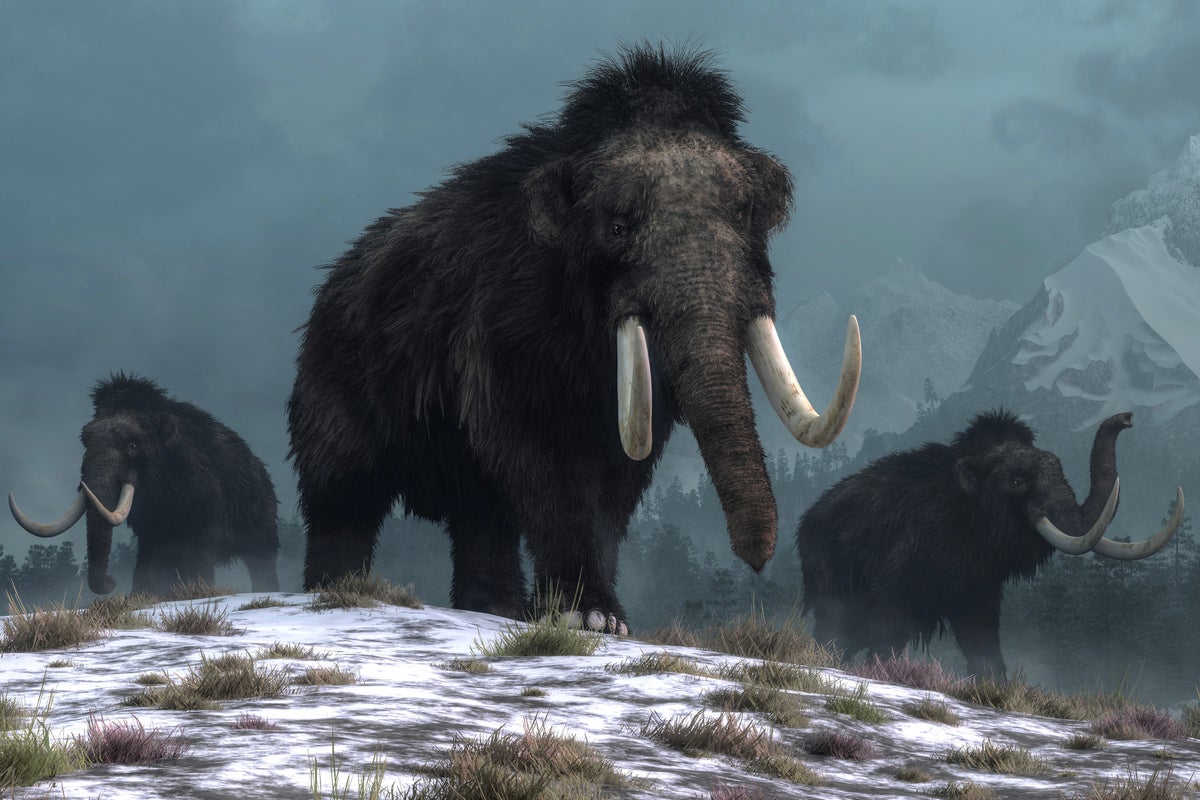 Extinction of woolly mammoth still affects the world 50,000 years on
