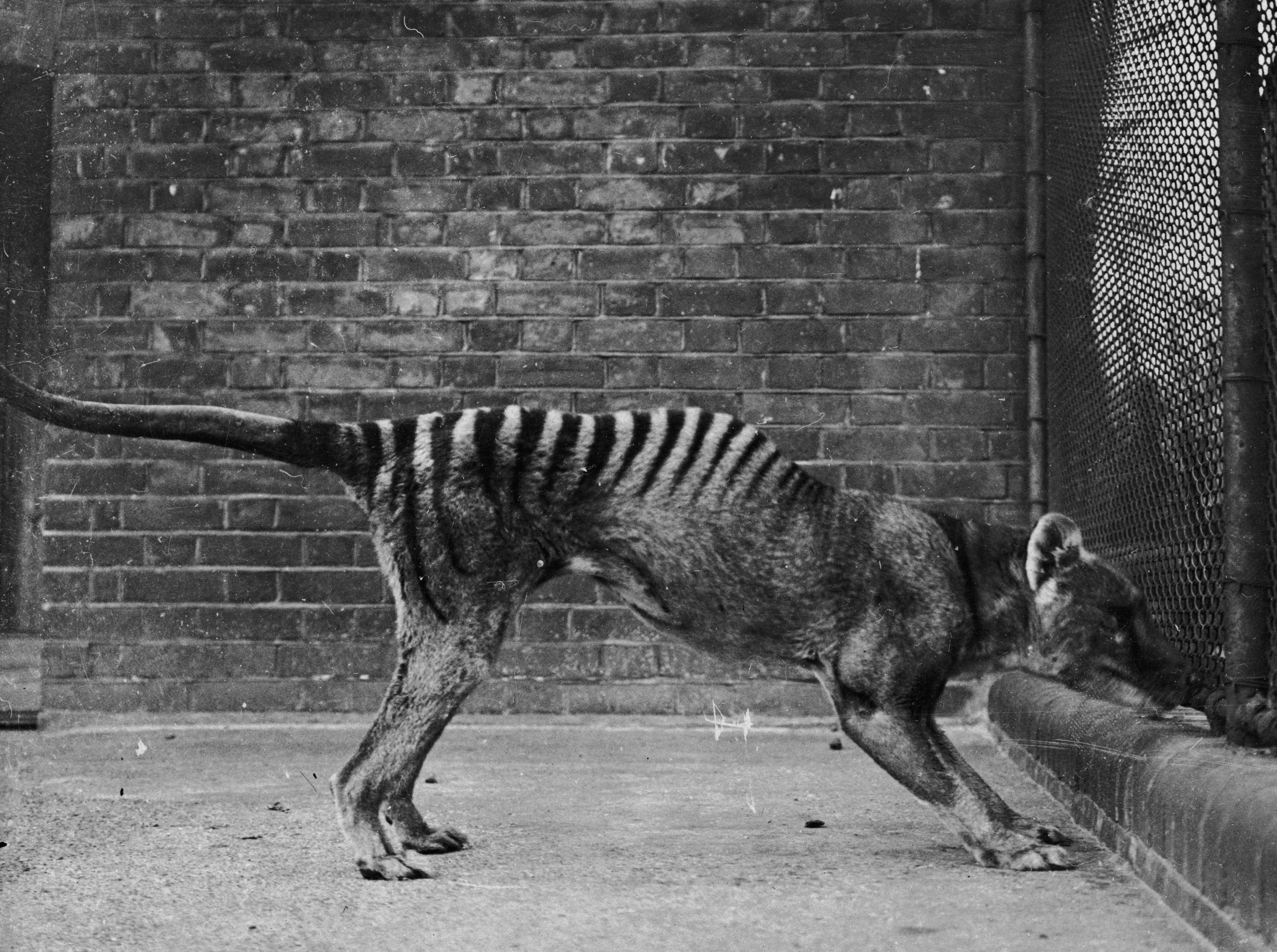 Colossal also has plans to resurrect the thylacine, also known as the Tasmanian tiger, an extinct carnivore seen here in captivity around 1930