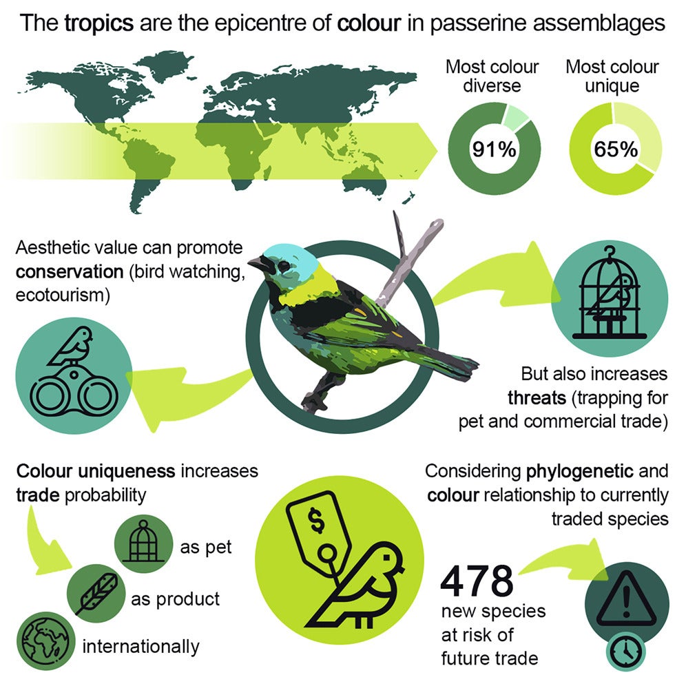 Birds with certain colour hues, like azure and yellow, are especially common in the trade