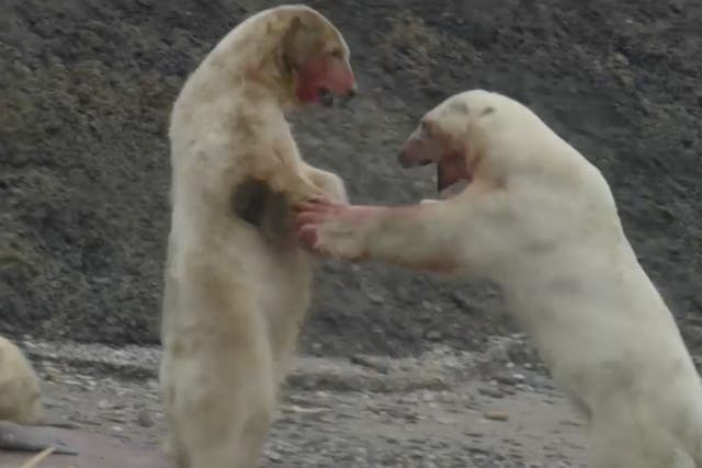 <p>Two polar bears square off over a walrus carcass</p>