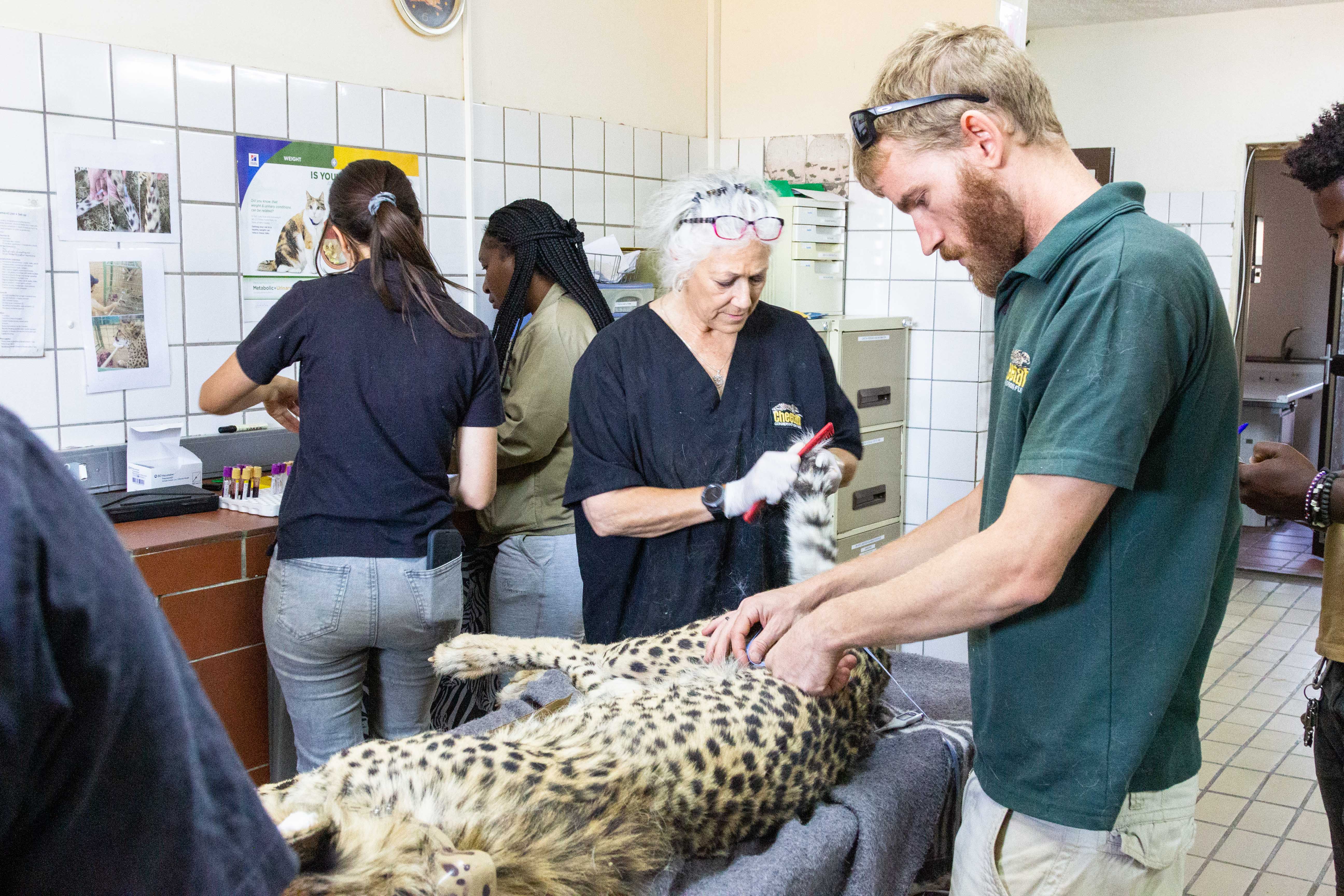 Dr Laurie Marker, founder of the Cheetah Conservation Fund, is seen prepping one of the cheetahs in Namibia ahead of the translocation to India.