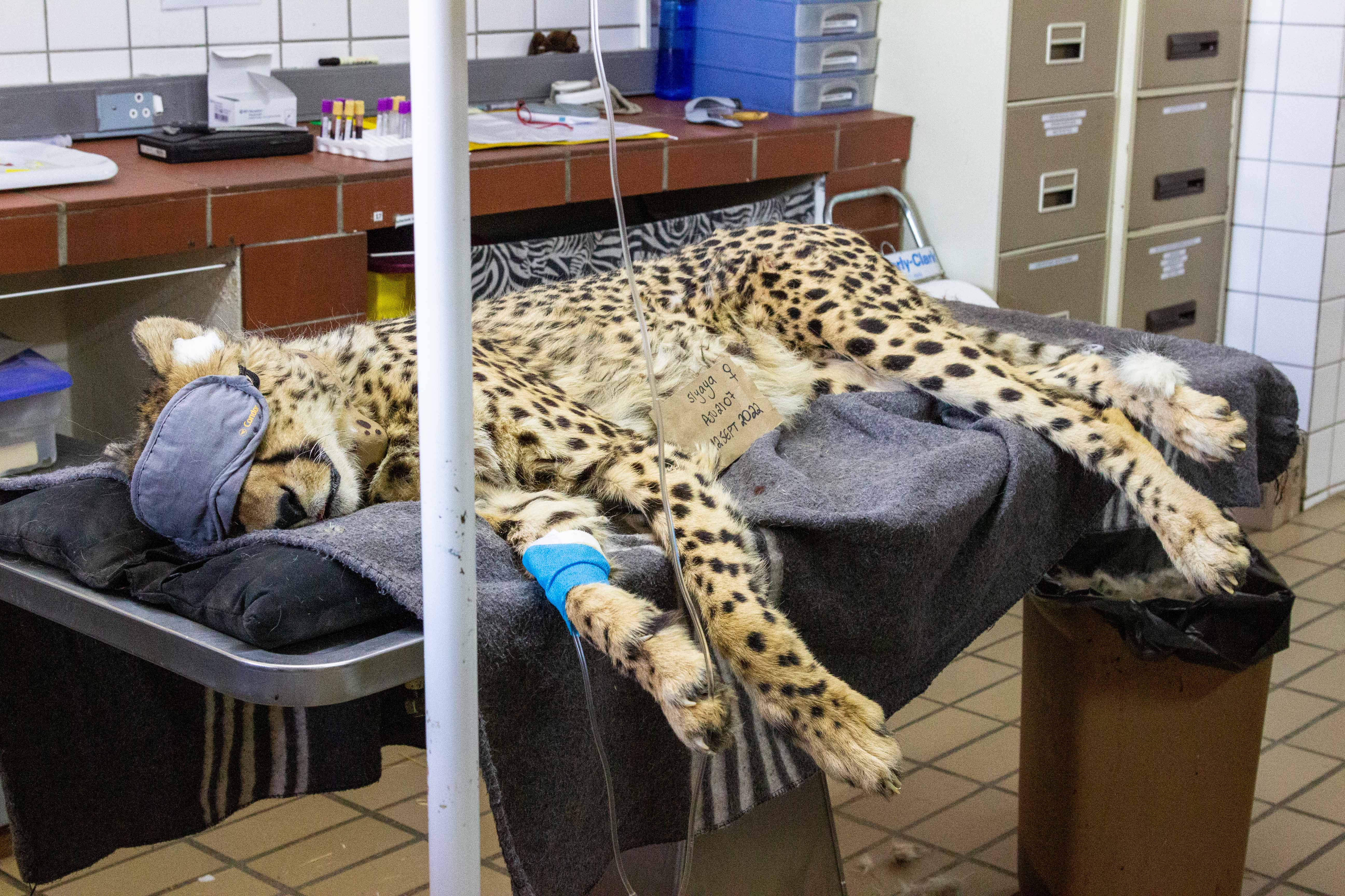 Each cheetah has been vaccinated, fitted with a satellite collar, and kept in isolation at the CCF Centre in Otjiwarongo before releasing them to India. The cheetahs were hand-picked based on an assessment of health, wild disposition, hunting skills, and ability to contribute genetics that will result in a strong founder population.