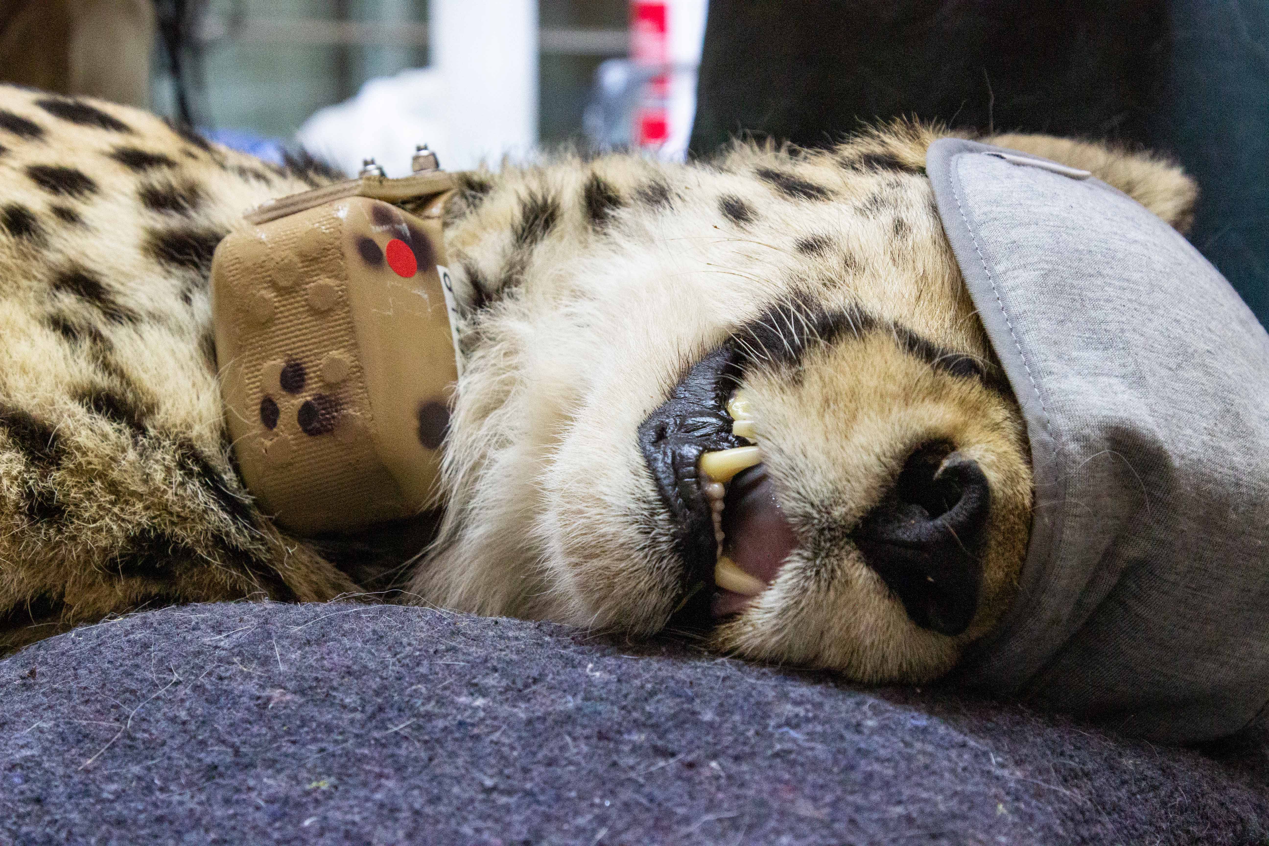 One of the Namibian cheetahs, wearing a satellite radio collar, is seen tranquillised before its transfer to Kuno National Park in the state of Madhya Pradesh