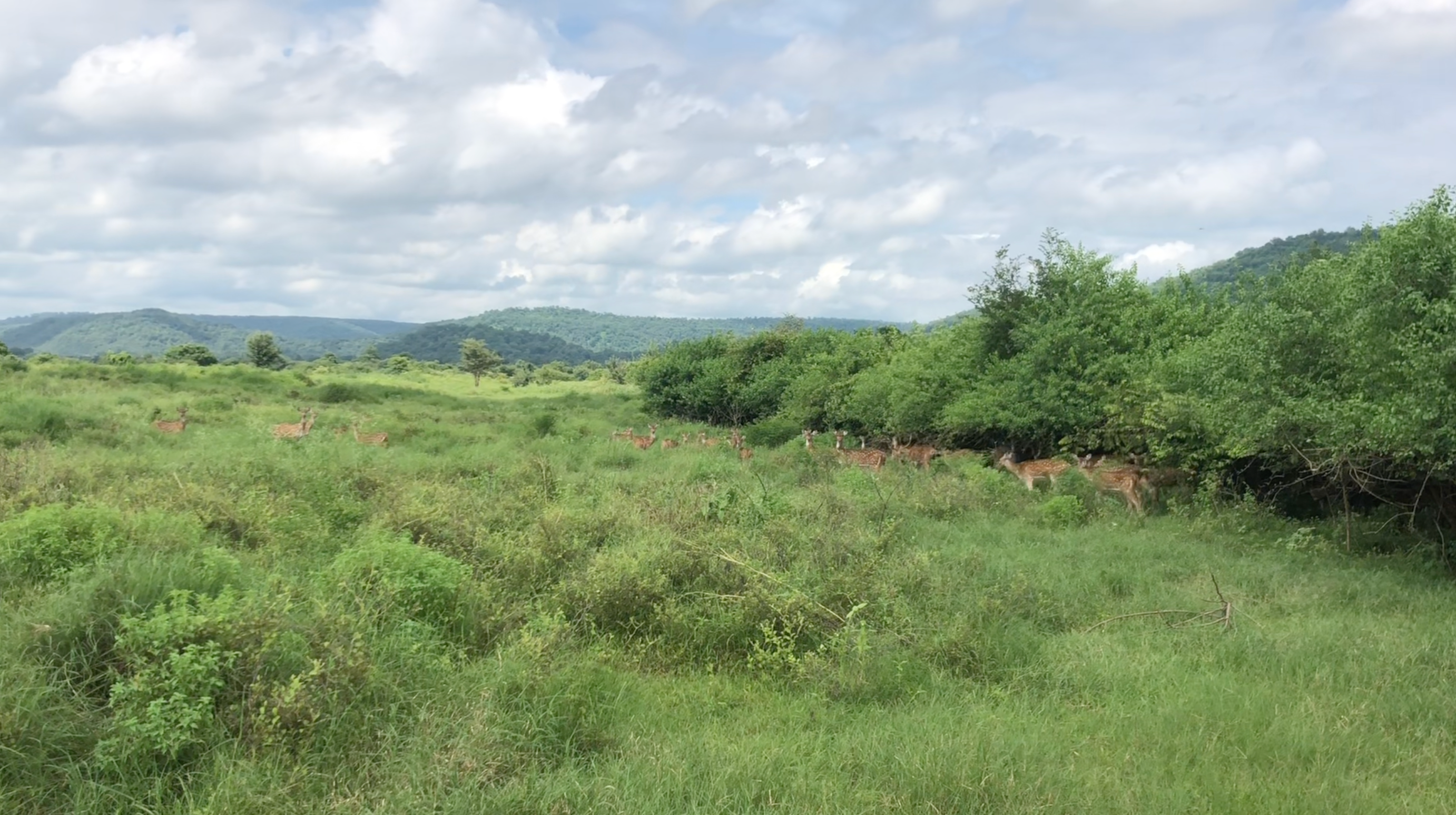 Spotted deers graze and roam about in the lush Kuno national park in India. The animal will largely constitute as the prey base for cheetahs and compete with other animals in these grasslands.