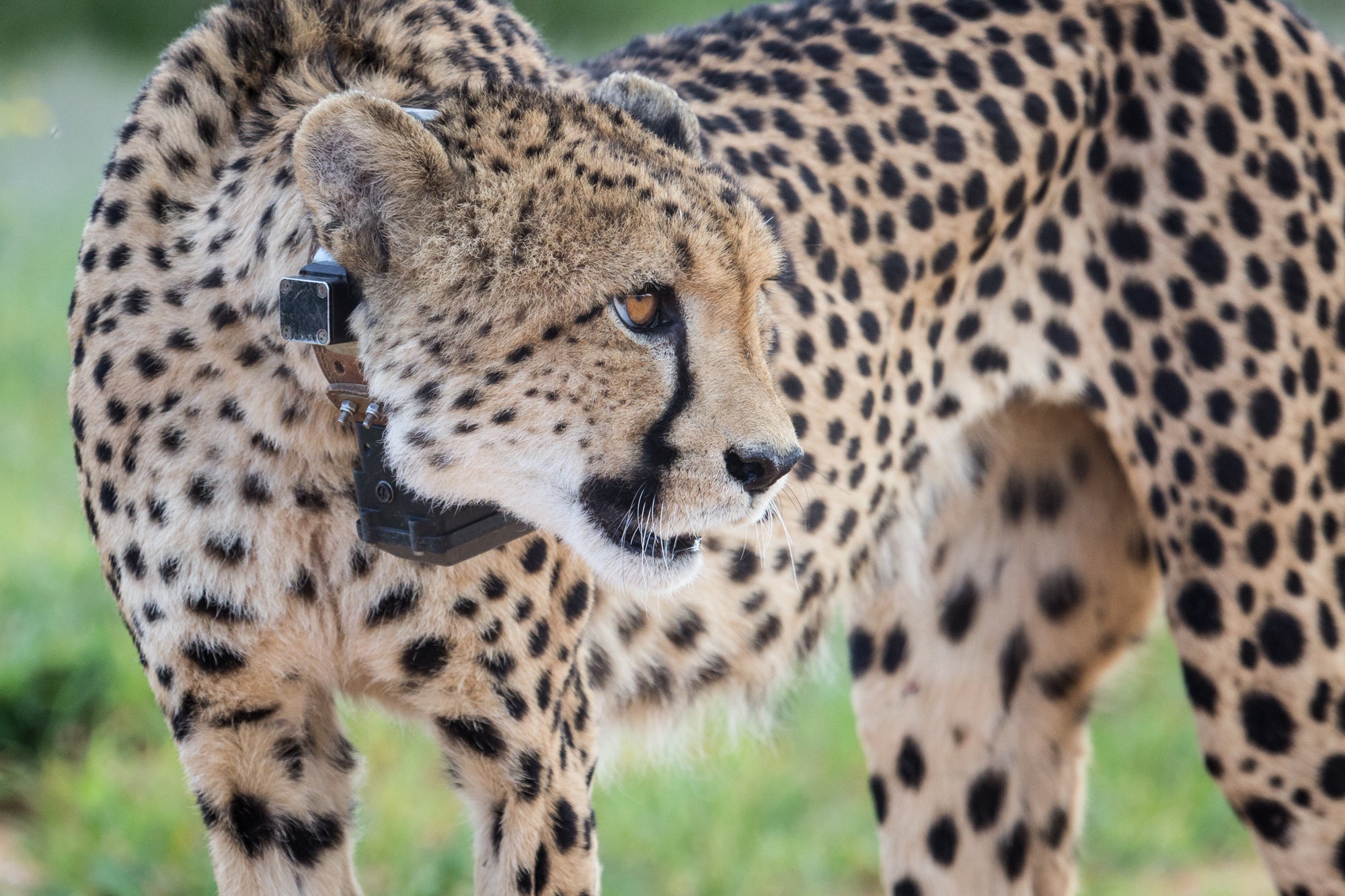 A Namibian cheetah set to enter India on September 17 fitted with satellite collar seen in the wild. A total of eight cheetahs are being flown down from Namibia to central India’s Kuno national park in an 11-hour journey marking the wild animal’s translocation project