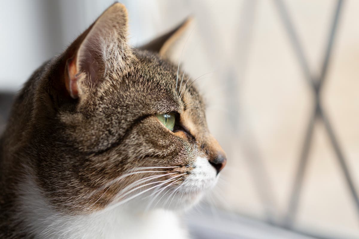 Um residente do Oregon acredita que contraiu peste bubônica de seu gato