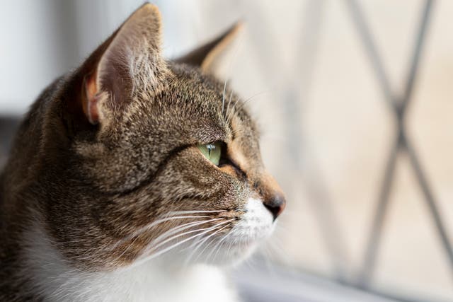 <p>National Pet charity Blue Cross said open windows pose a life-threatening risk to cats </p>