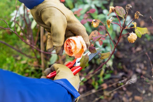 How to get your garden ready for autumn (Alamy/PA)