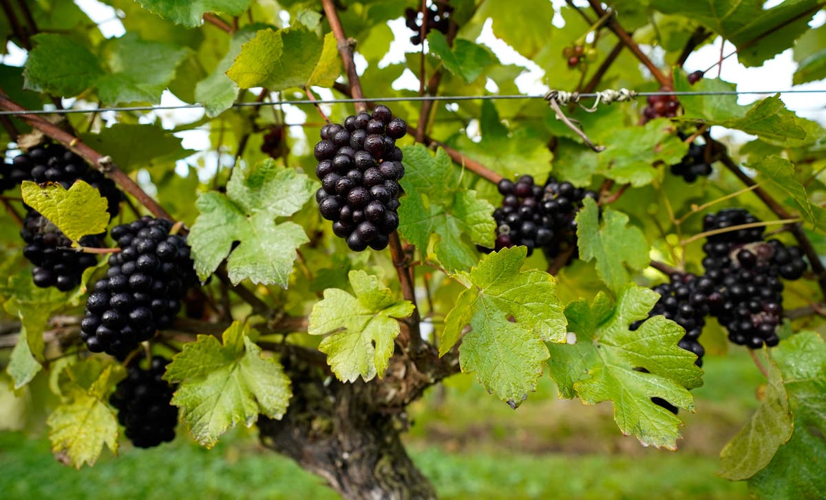 Eating grapes &lsquo;can help stop sunburn&rsquo;