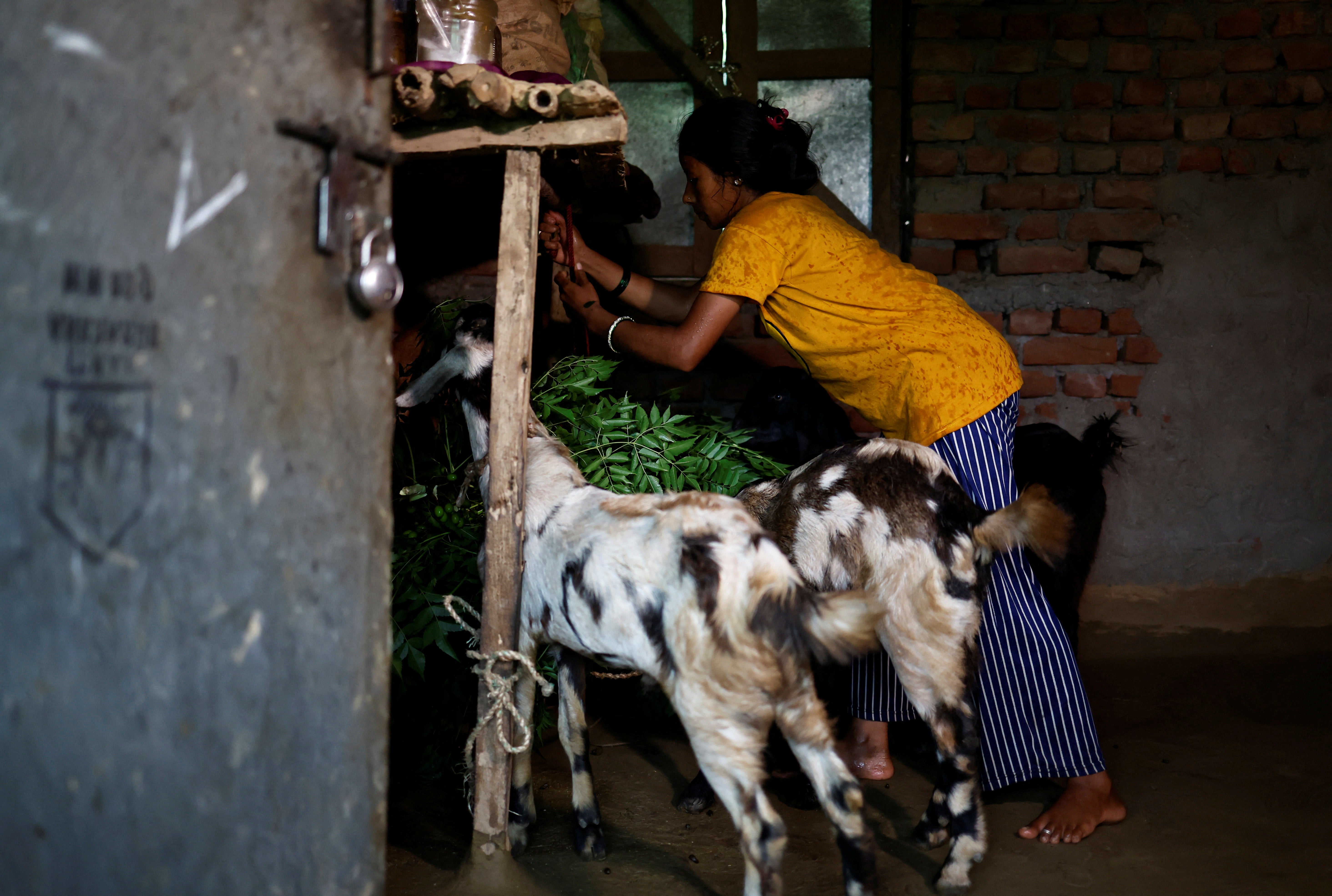 Parwati hangs foliage for her goats inside her house