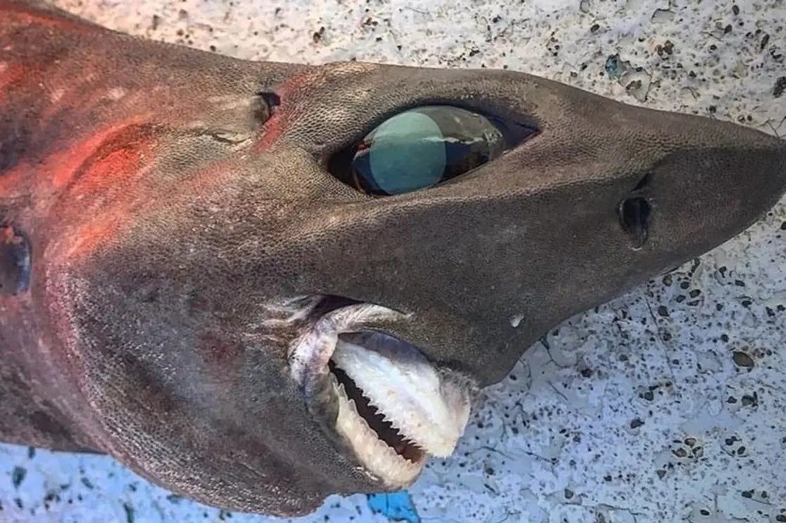 Social media users commented on the sharks ‘bulging eyes’