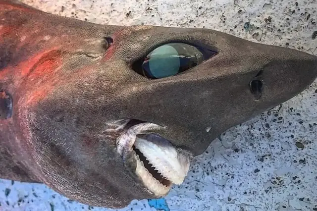 Los usuarios de las redes sociales comentaron sobre los "ojos saltones" de los tiburones.