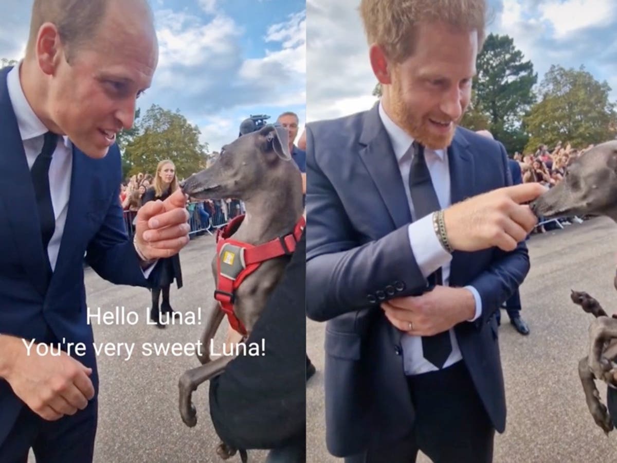 William and Harry are compared to their mother after petting the same dog in viral clip: &lsquo;Like Diana&rsquo;