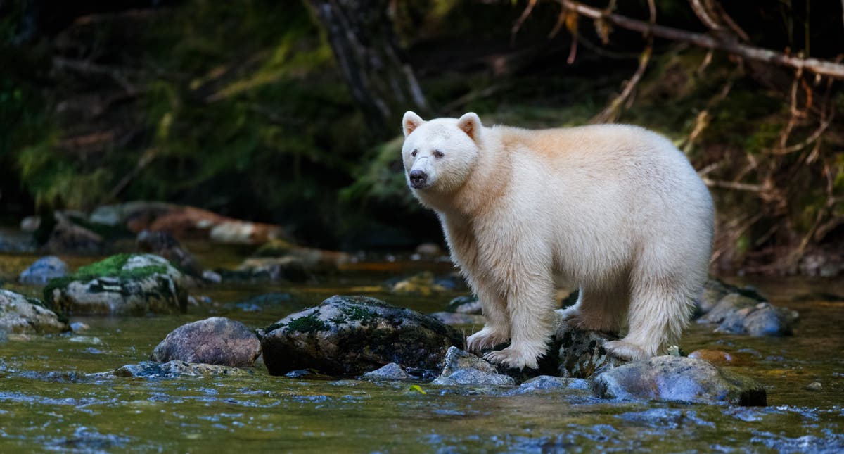 Rare White ‘spirit Bear Spotted In Michigan The Independent