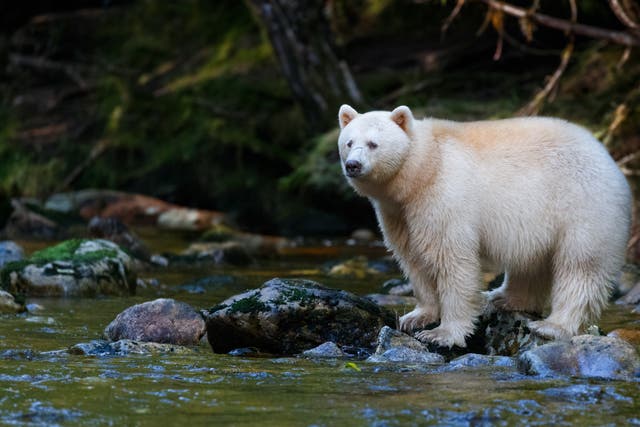 <p>Spirit bears are known for their rare and distinctive white fur</p>