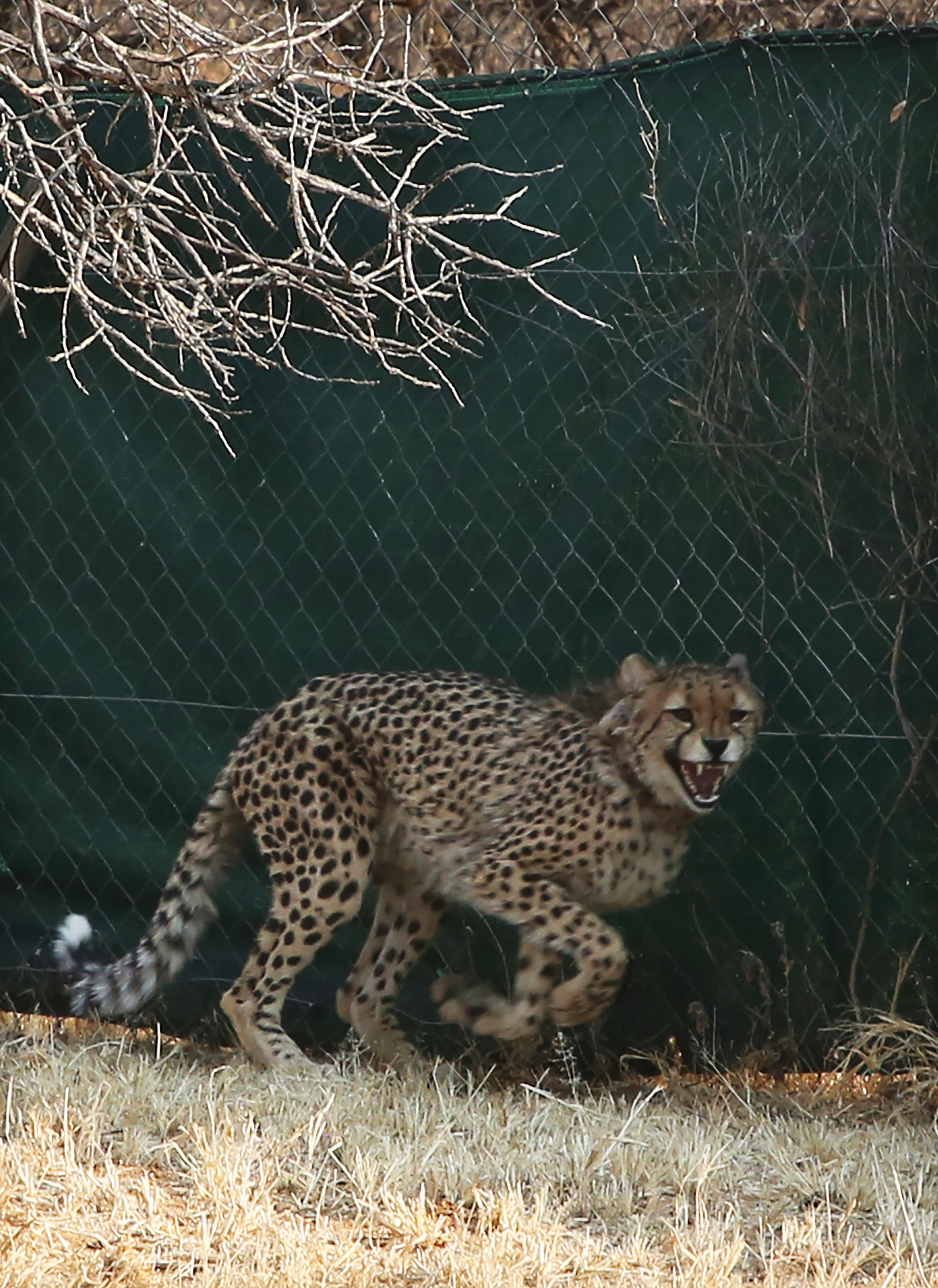 Namibia India Cheetahs