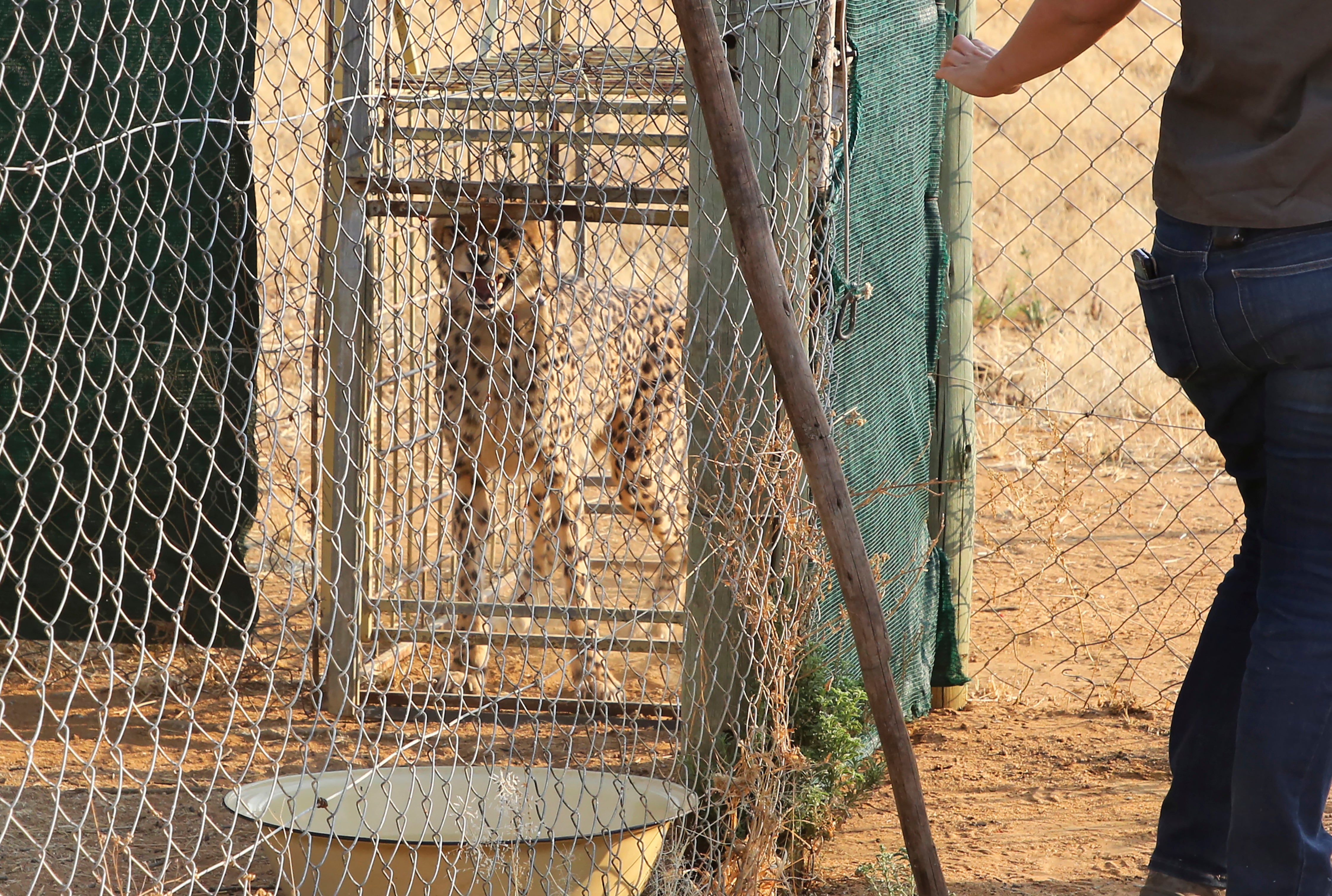 File: A cheetah lies inside a transport cage at the Cheetah Conservation Fund (CCF) in Otjiwarongo, Namibia