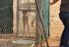 India nearly lost another translocated cheetah over territory clash