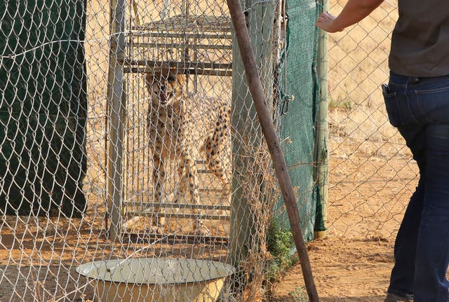 Namibia India Cheetahs