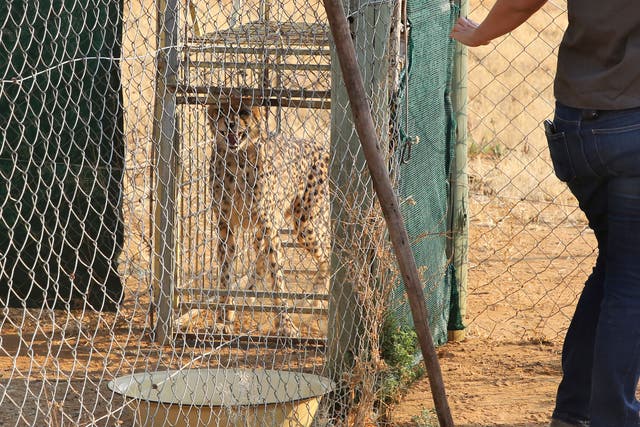 Namibia India Cheetahs