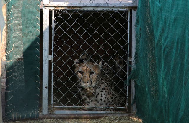 <p>A cheetah lies inside a transport cage at the Cheetah Conservation Fund (CCF) in Otjiwarongo, Namibia</p>