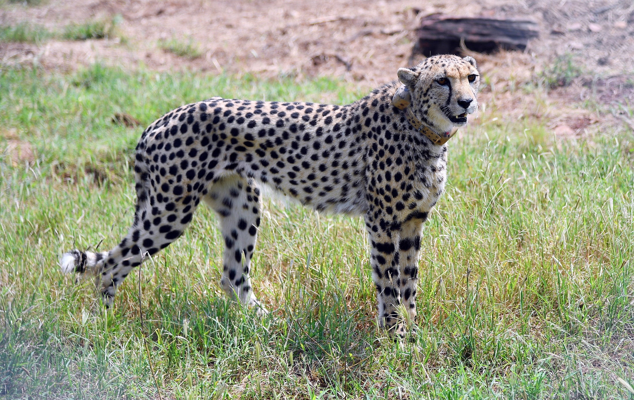 One of the African cheetahs brought to India seen in Kuno national park