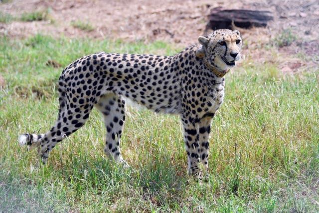 <p>One of the African cheetahs brought to India seen in Kuno national park </p>