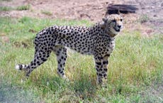 Third cheetah dies in India reintroduction project due to mating injuries: ‘Impossible to interfere’