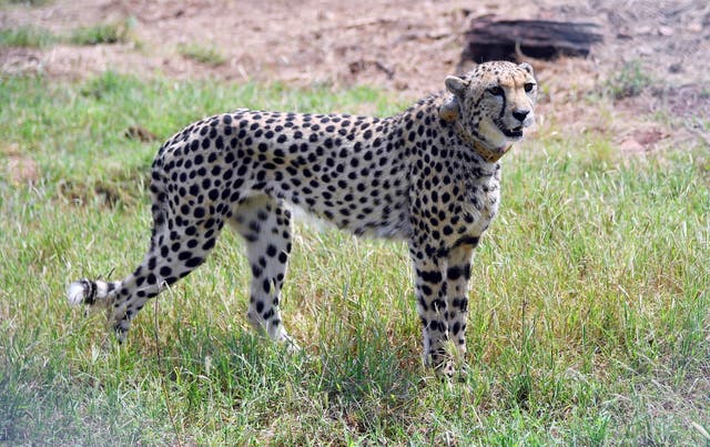 <p>Handout photo from September 2022 shows a Namibian cheetah in India’s Kuno National Park shortly after being released into enclosure </p>