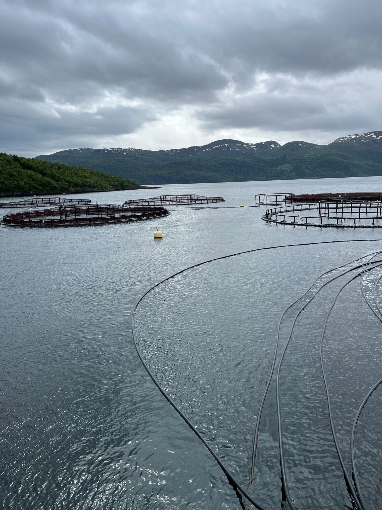 The net pens are moved around the fjord between harvests to allow ‘fallow’ areas to recover