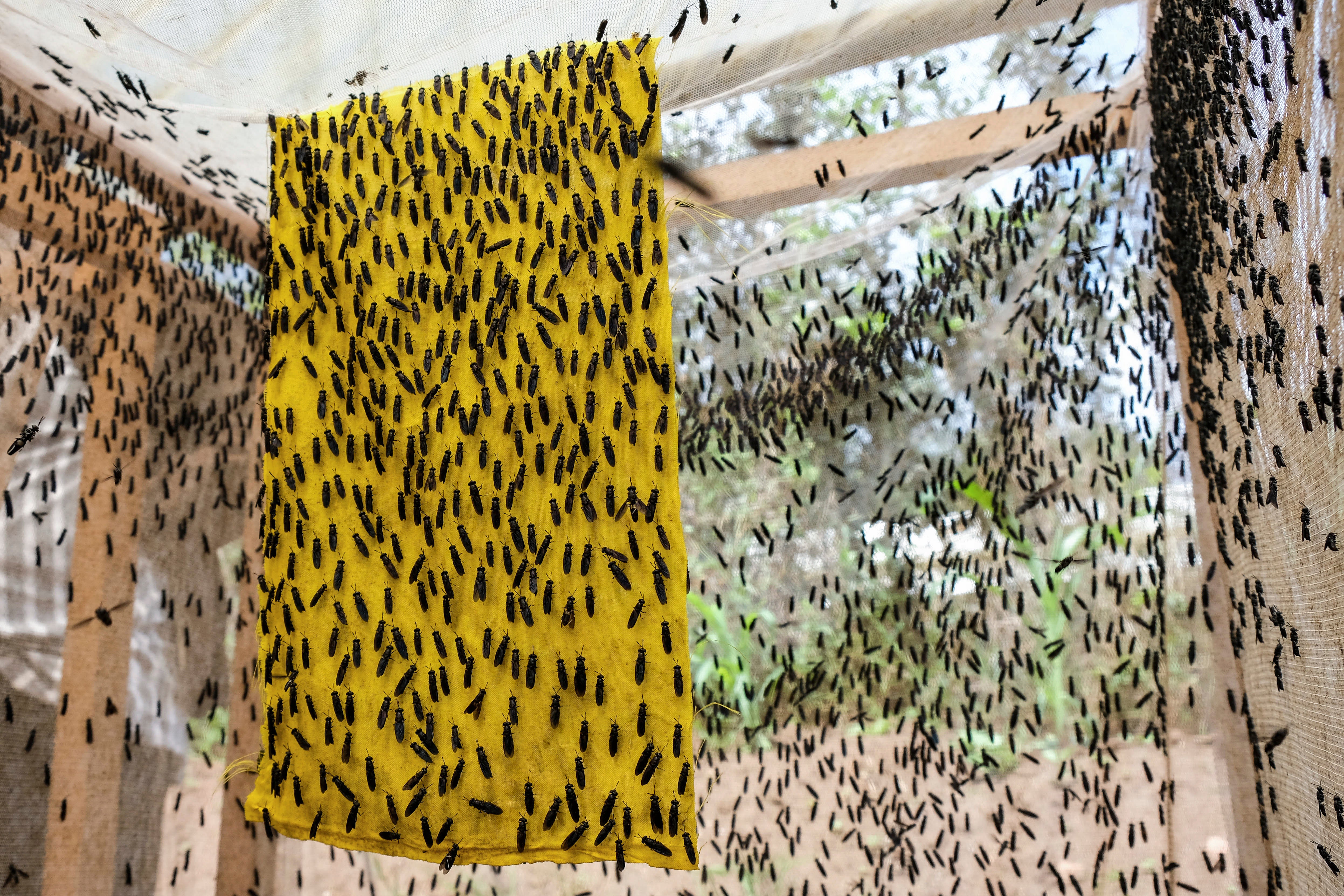 Uganda Ukraine War Organic Fertilizer