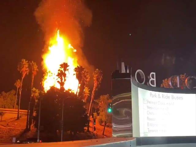 <p>Trees on fire opposite the Hollywood Bowl in Los Angeles, California</p>