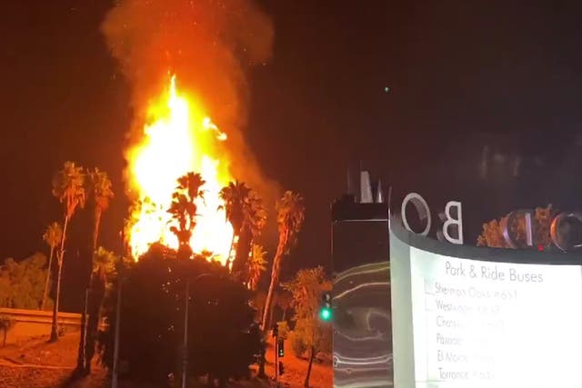 Árboles en llamas frente al Hollywood Bowl en Los Ángeles, California