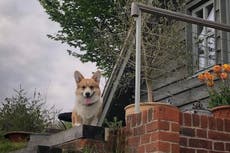 Woman astonished to discover her pet dog is the brother of Queen’s corgi