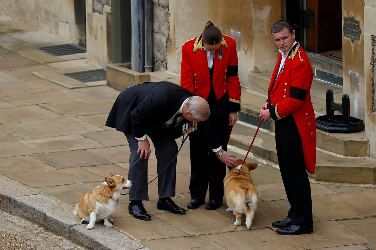 Buckingham Palace confirms plan for late Queen’s corgis after Andrew stripped of title