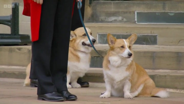 Queen's corgis Muick and Sandy await procession carrying monarch's coffin