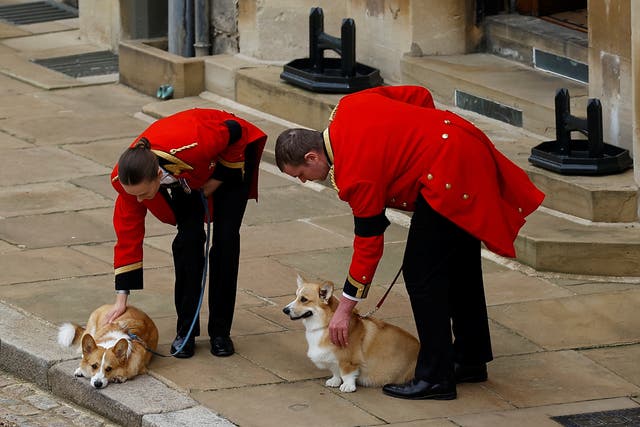 <p>The Queen’s two corgis, Muick and Sandy during the procession (Peter Nicholls/PA)</p>