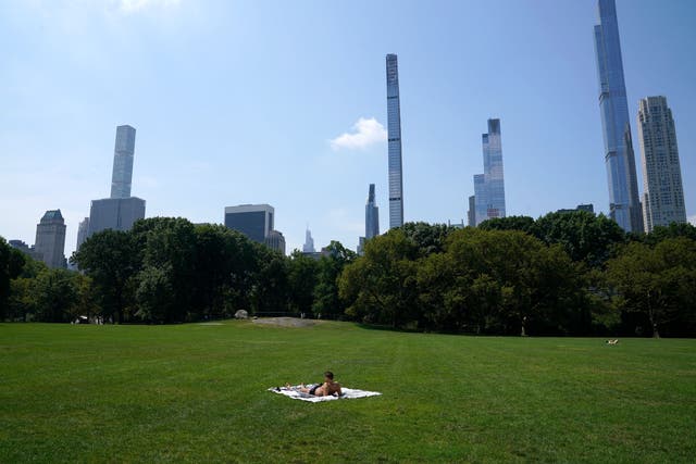 <p>New York City’s Central Park during a heatwave in July.  A new study suggests that many urban areas may be getting too hot for some of their trees to handle</p>